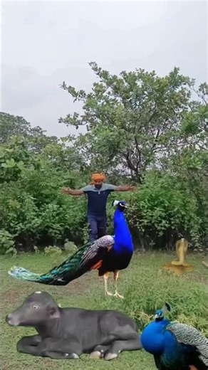 Peacock Catching 🦚 Catching Peacock #shortsfeed