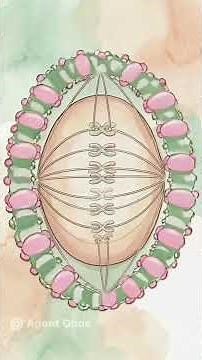 Mitosis vs Meiosis
