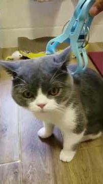 Cat.exe Stopped Working 🐱💀