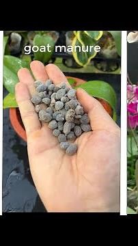 3 best ways to grow orchids, bloom quickly