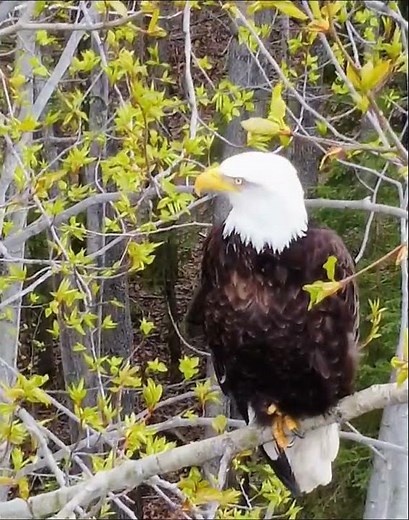 Eagle in Alaska