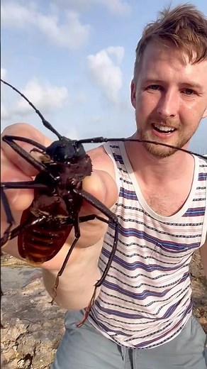 Found GIANT endemic long-horned beetle!