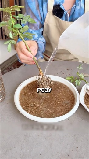 HOW TO PROPERLY PROPAGATE ROSES?👍 #dacha #garden #vegetablegarden