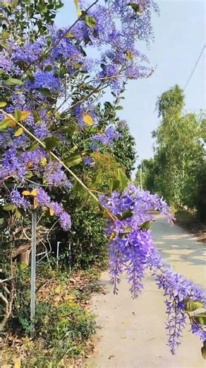 The beautiful purple flowers persevere even through a long journey. #Inspiration #BeautifulFlowers
