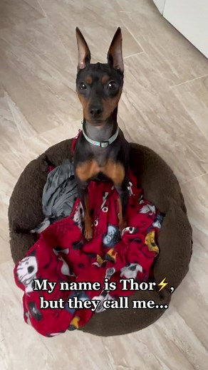 Identifying Cute Miniature Pinscher Names