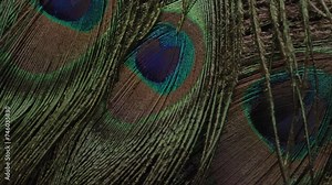 Close up detailed shots of various assorted bird feathers