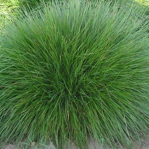 Festuca rubra subsp. commutata - Alchetron, the free social encyclopedia