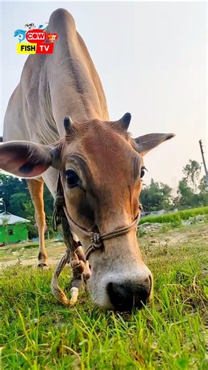 crezy cow video🤣🐄 😜#shorts #shortvideo #funnyvideo #cowvideos #cow #animals #bigcow #cowvideo