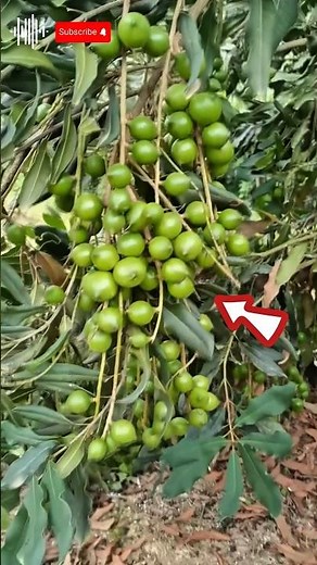 Macadamia : Harvesting the "Queen of nuts" #harvesting #macadamia