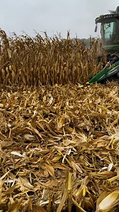 116K views · 1.8K reactions | The Geringhoff USA NorthStar 830 folding corn head with XDC rolls is back in action for another season on the farm! Needing to do a repair allowed us to see in our own field the superior stock shredding performance of the Geringhoff head. #GeringhoffUSA #farmwithzoe #harvest24 | Farmwithzoe | Facebook