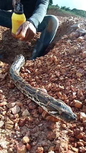 Gemstones, gems ,expensive, diamond, #jewelry #rarest #diamonds# #gemstones #gemstone #most #valuable #gemstones #most expensive #crystals #mostexpensive #gemstones #snake #python #holesnake #bigsnake | MY CAT