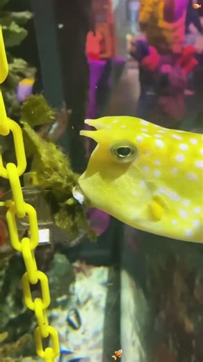 Longhorn Cowfish: The Goofiest Fish in the Ocean! #fish #fail #pet #funny #animals