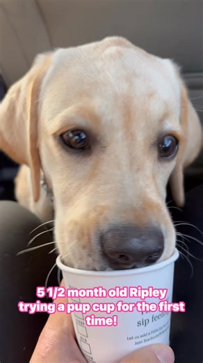 Throwback to Ripley trying a pup cup for the first time! #ripleytheservicelab #fypシ #labrador #servicedog | Ripley Faith