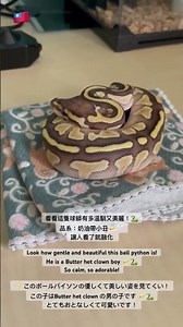 Look how gentle and beautiful this ball python is! Butter het clown male #snake #reptiles #cute