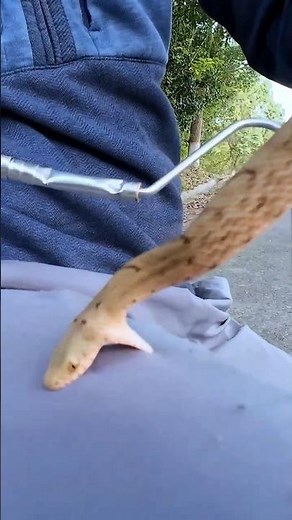 Baby Snake Tries To Eat Human 🐍 #snake