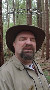 "That's not a real forest!" Griff has a message to movie directors: "Stop trying to pass off pseudo forests as enchanted forests in your films!" Can you tell the difference between an enchanted forest and a pseudo forest? What makes a forest enchanted? Step inside a living fairytale forest and a horror-flick forest with Griff and learn the difference. And Hollywood will never be able to fool you again. #enchantedforest #oldgrowth #californiaredwoods #forestry #naturelovers | Redwoods Rising