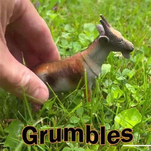 🐐 Uh Oh, Grumbles is Grumpy! 🐐 Rain Hits the Farm #Shorts