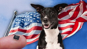 A partir de esta fecha no podrás entrar a EU con tu mascota si no tiene microchip