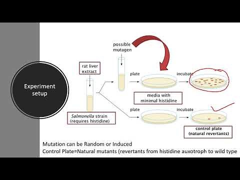 Ames test for the detection of potential mutagen