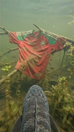 POV Animal #shortvideo #pov #trending #fishing #wildlife