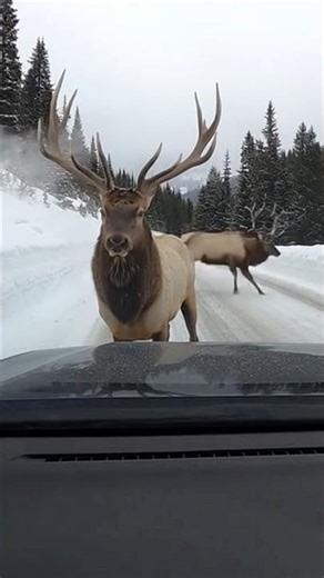 Dashcam Captures Giant Elk Charging Straight at the Car 😳