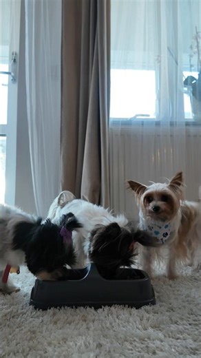 Puppy eating & drinking ASMR 😋🐶💧 cutest crunchy + slurpy sounds! #dog #asmr #shorts #relaxingvideo