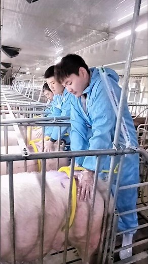 Watch how these guy impregnated the pig 💥