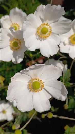BEAUTIFUL WHITE ANEMONE