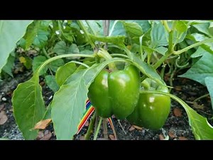 How to Prune Bell Peppers! #bellpeppers #pruning #garden