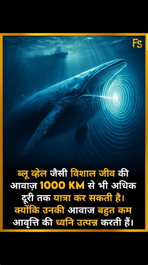 2.4K views · 220 reactions | Blue Whale’s Voice Travels Over 1,000...