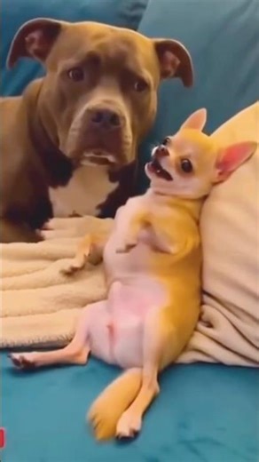 Dogs reaction when their phone is taken away.... Watch this 🐶😂📲#shorts #shortsfeed #shortsvideo