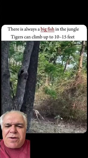 A leopard fleeing from a tiger climbs a tree. Will it escape? #wildlife #leopard #animals #tiger