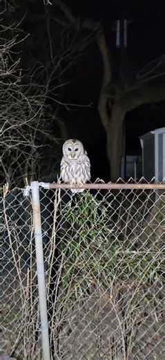 Barred Owl #owl #closeencounter #wildlife #nightlife