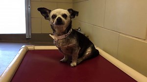 4.9K views · 150 reactions | Adopted 1/30/20 per rescue coordinator...