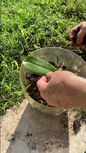 “Repotting Orchids the Right Way 🌱 | Easy Orchid Care Tips for Beginners”