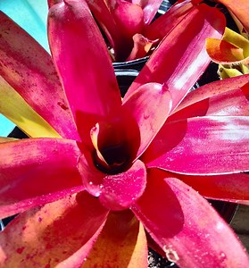 Bromeliad - Neoregelia 'fireball' - Beautiful, Vibrant Red Live Plant - Etsy