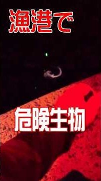 【糸島漁港】太刀魚テンヤでとんでもないヤツ釣れてビックリ #糸島 #太刀魚テンヤ