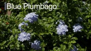 Today Southern Gardening is at Buds and Bloom Nursery in Wesson, MS where they have some plants with gorgeous blue blooms. Let’s take a look at some of these plants. #MSUext #GrowWithExtension | Southern Gardening