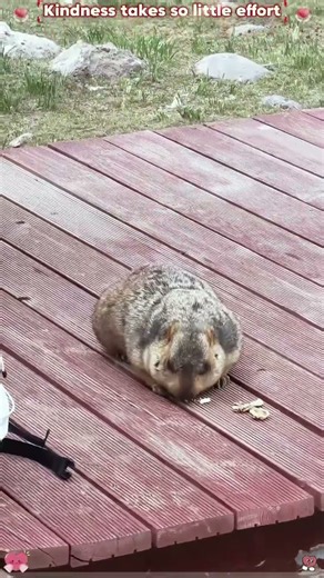 Kindness is just a small gesture💕 #animals #wildliferescue #rescue #foryou #animallife #kindness