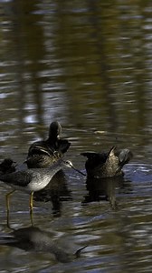 4K Vertical Video of Sandpipers in Spring at Elk Island National Park, Edmonton