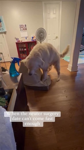 Adoptable Casper has a neuter procedure coming up and boy it can’t come fast enough. 😂 #MirisHaven #MirisHavenCasper #AdoptMe | Miri’s Haven Senior Dog Rescue