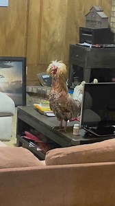 I live in a zoo 😂 too bad the macaw doesn’t like me! #chickens #macaw #cornelius #rooster #birds #animals #pets #cute #polishchickens #farm #coop #farmhouse #homestead #funny | Kara’s chicken coop