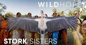 WILD HOPE: Meet the Army of Women Saving India’s Rarest Stork
