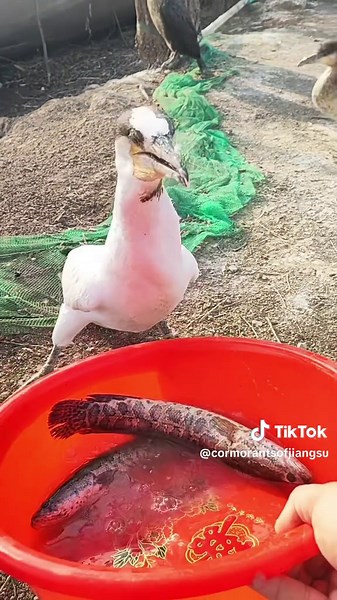 #cormorant #cormorantofjiangsu