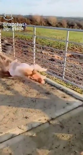 Compil chute d'animaux 😸 #1