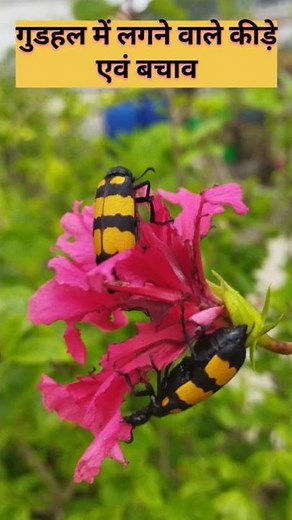 How to Care Hibiscus Plant/How to Prevent Hibiscus Plant from Insects/Hibiscus Disease and Treatment