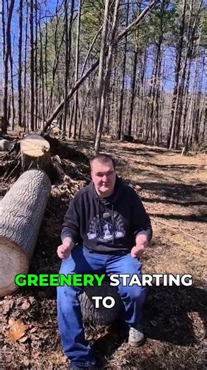 Nature's grand return to life 💚 #spring #rebirth #nature