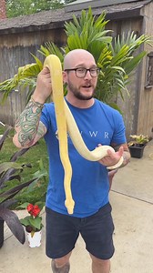 Wanna see my secret boa? . #boa #boaconstrictor #boaconstrictors #boaconstrictorimperator #albino #albinoanimals #albinosnake | Wickens Wicked Reptiles