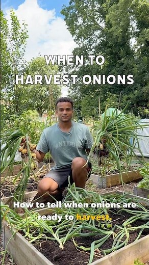 When to harvest onions