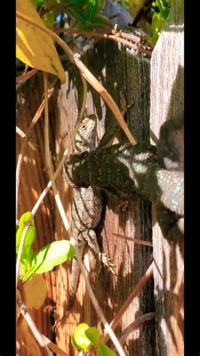 Budweiser Lizards Superbowl Commercial "Sneak Peak"